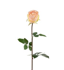 Ros Rosa - Rose - 75 cm - www.frokenfraken.se