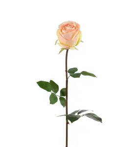 Ros Rosa - Rose - 75 cm - www.frokenfraken.se