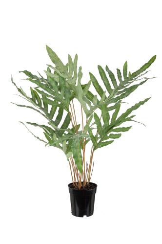 Ormbunke - Grønn - 75 cm - www.frokenfraken.se