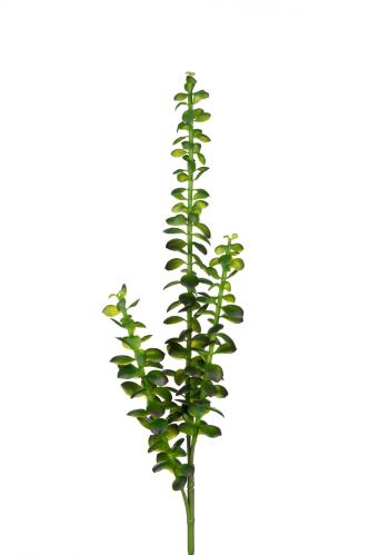 Sukkulent - Grønn - 85 cm - www.frokenfraken.se