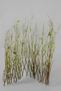 Spaljé - Björk - 25 cm - www.frokenfraken.se