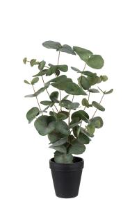 Eucalyptus - Grønn - 55 cm - www.frokenfraken.se