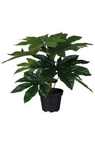 Aralia - Grønn - 25 cm - www.frokenfraken.se