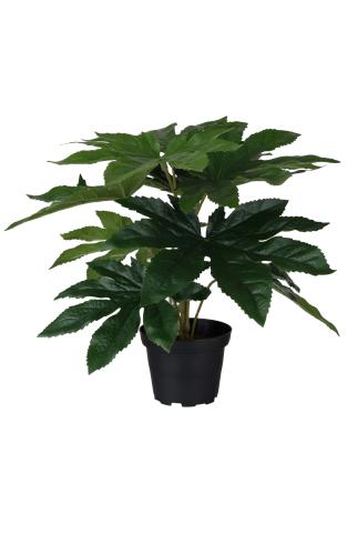 Aralia - Grønn - 25 cm - www.frokenfraken.se