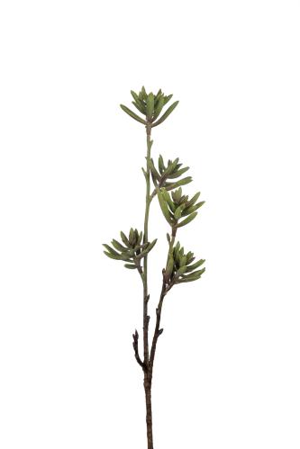 Sukkulent - 45 cm - www.frokenfraken.se