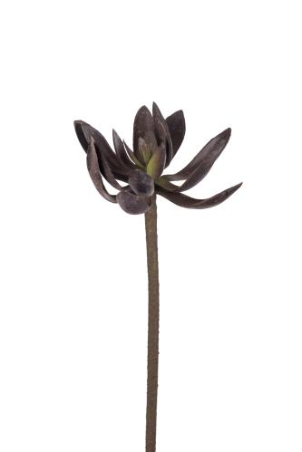 Echeveria - Rød - 50 cm - www.frokenfraken.se