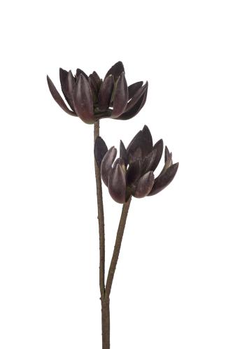 Echeveria - Rød - 75 cm - www.frokenfraken.se