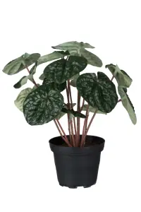 Peperomia - Grønn - 20 cm - www.frokenfraken.se