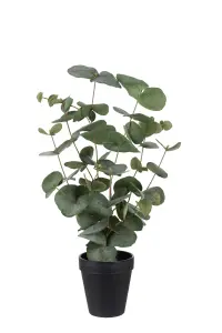 Eucalyptus - Grønn - 55 cm - www.frokenfraken.se