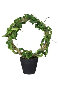 Hoya - Grønn - 30 cm - www.frokenfraken.se