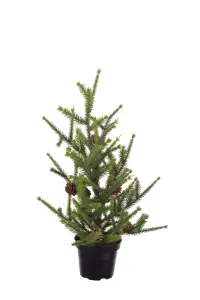 Gran - Grønn - 45 cm - www.frokenfraken.se