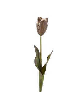 Tulipan - Brun - 58 cm - www.frokenfraken.se