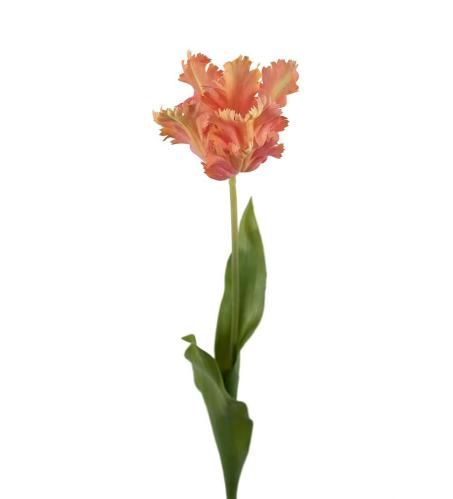 Tulipan - Aprikos - 70 cm - www.frokenfraken.se