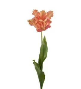 Tulipan - Aprikos - 70 cm - www.frokenfraken.se