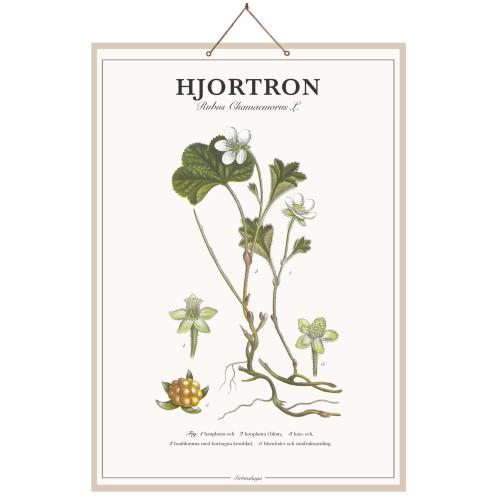 Plansj Hjortron - L44 x B66 cm - www.frokenfraken.se
