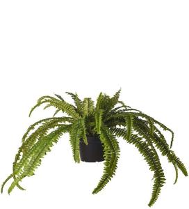 Ormbunke - Grønn - 55 cm - www.frokenfraken.se