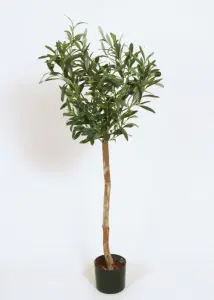 Olivträd - 75 cm - www.frokenfraken.se