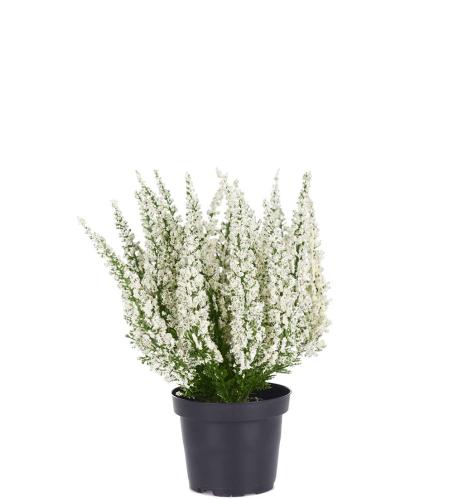 Ljung Vit - Konstväxt - 28 cm - www.frokenfraken.se