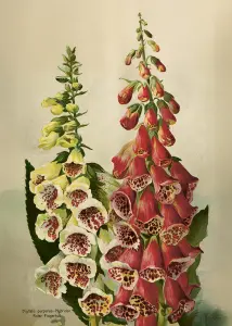 Plakat – Revebjelle – 50 x 70 cm - www.frokenfraken.se