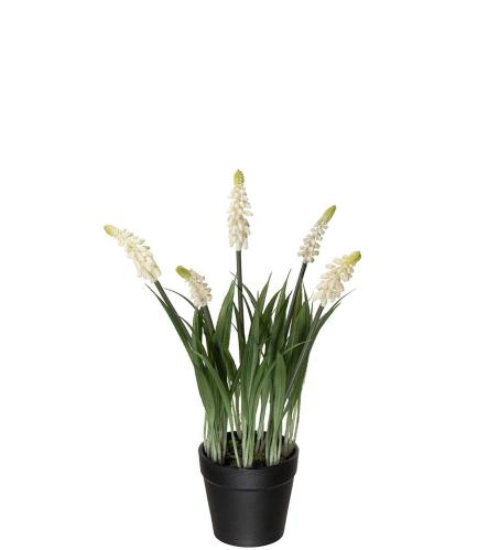 Perlehyacint - Hvit - 28 cm - www.frokenfraken.se