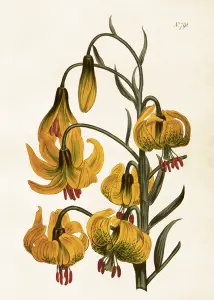 Plakat – Martagonlilje – 50 x 70 cm - www.frokenfraken.se