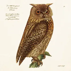 Serviett - Ugle - 33 x 33 cm - www.frokenfraken.se