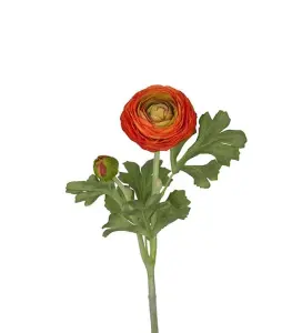 Ranuncel - Oransje - 50 cm - www.frokenfraken.se