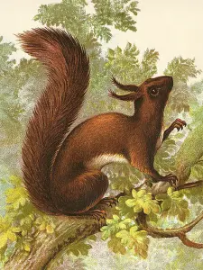 Plakat - ekorn - 18 x 24 cm - www.frokenfraken.se