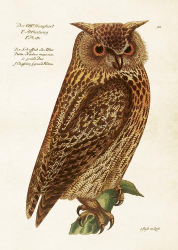 Plakat – Ugle – 50 x 70 cm - www.frokenfraken.se
