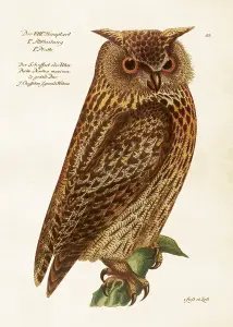 Plakat – Ugle – 50 x 70 cm - www.frokenfraken.se