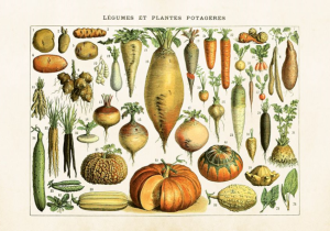 Plakat – Rotgrønnsaker – 35 x 50 cm - www.frokenfraken.se