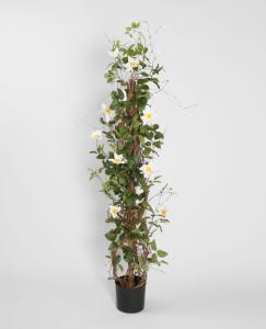 Klematis Torn - 130 cm - www.frokenfraken.se