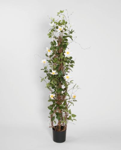 Klematis Torn - 130 cm - www.frokenfraken.se