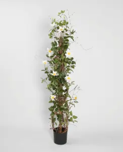 Klematis Torn - 130 cm - www.frokenfraken.se