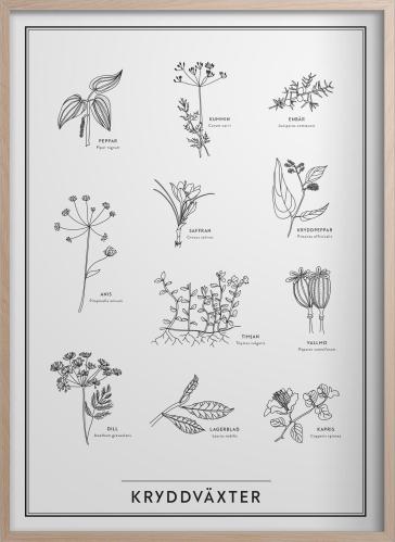 Plakat - Kryddplanter - 30 x 40 cm - www.frokenfraken.se