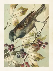 Plakat - Vintage - Fågel - & - bär - 24 x 18 cm - www.frokenfraken.se