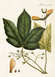 Plakat - Vintage - Lönn - 50 x 70 cm - www.frokenfraken.se