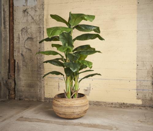 Banan - Banantræd i potte - 150 cm - www.frokenfraken.se