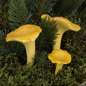 Kantareller - Gule på pinner - 3-pakning - www.frokenfraken.se