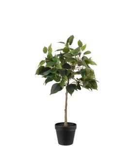 Fikus Benjamin - Grønn - 55 cm - www.frokenfraken.se