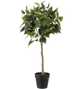 Fikus Benjamin - Grønn - 75 cm - www.frokenfraken.se