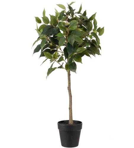 Fikus Benjamin - Grønn - 75 cm - www.frokenfraken.se