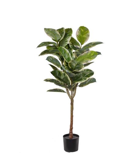 Fikus Elastica - Grønn - 150 cm - www.frokenfraken.se