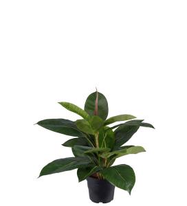 Fikus Robusta - Grønn - 35 cm - www.frokenfraken.se