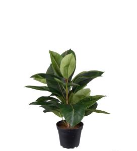 Fikus Robusta - Grønn - 37 cm - www.frokenfraken.se