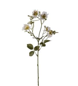 Japansk klatrerose - Hvit - 35 cm - www.frokenfraken.se