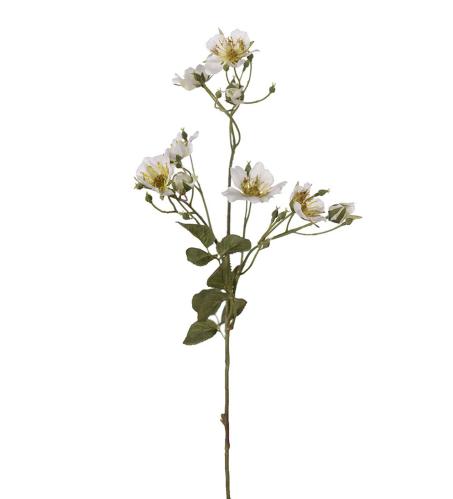 Japansk klätterros - Vit - 65 cm - www.frokenfraken.se