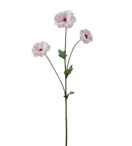 Japansk Ranuncel - Rosa - 62 cm - www.frokenfraken.se