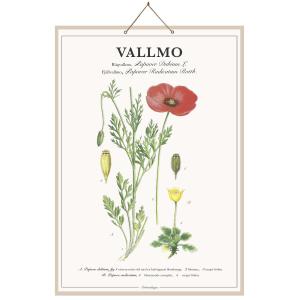 Skoleplansj Valmue - L44 x B66 cm - www.frokenfraken.se