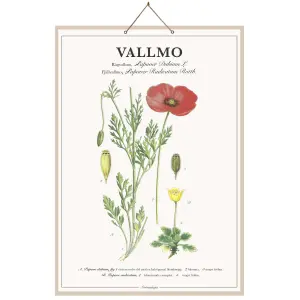 Skoleplansj Valmue - L44 x B66 cm - www.frokenfraken.se